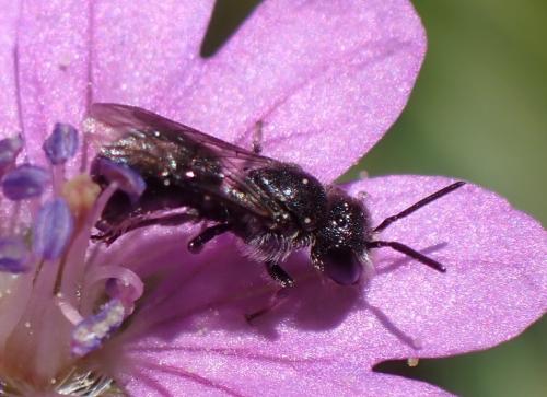 Chelostoma sp.